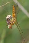 Schilfradspinne